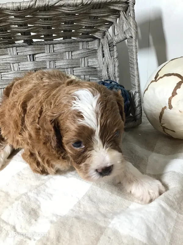 “Lucy” Montgomery F1 – Cavapoo puppy for sale in Bloomfield, IA