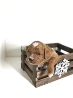 Norman F1 , a male Cavapoo for sale in Bloomfield, IA – Photo 6 of 10