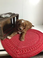 Norman F1 , a male Cavapoo for sale in Bloomfield, IA – Photo 2 of 10