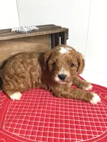 Norman F1 , a male Cavapoo for sale in Bloomfield, IA – Photo 9 of 10