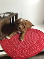 Norman F1 , a male Cavapoo for sale in Bloomfield, IA – Photo 1 of 10