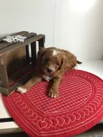 Norman F1 , a male Cavapoo for sale in Bloomfield, IA – Photo 8 of 10