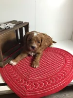 Norman F1 , a male Cavapoo for sale in Bloomfield, IA – Photo 3 of 10