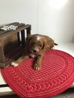 Norman F1 , a male Cavapoo for sale in Bloomfield, IA – Photo 5 of 10