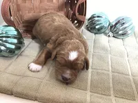 Norman F1 , a male Cavapoo for sale in Bloomfield, IA – Photo 7 of 10