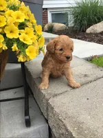 Custer F1b, a male Cavapoo for sale in Bloomfield, IA – 3 of 10