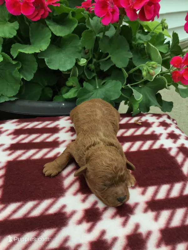 Male #2 – Cavapoo puppy for sale in Bloomfield, IA