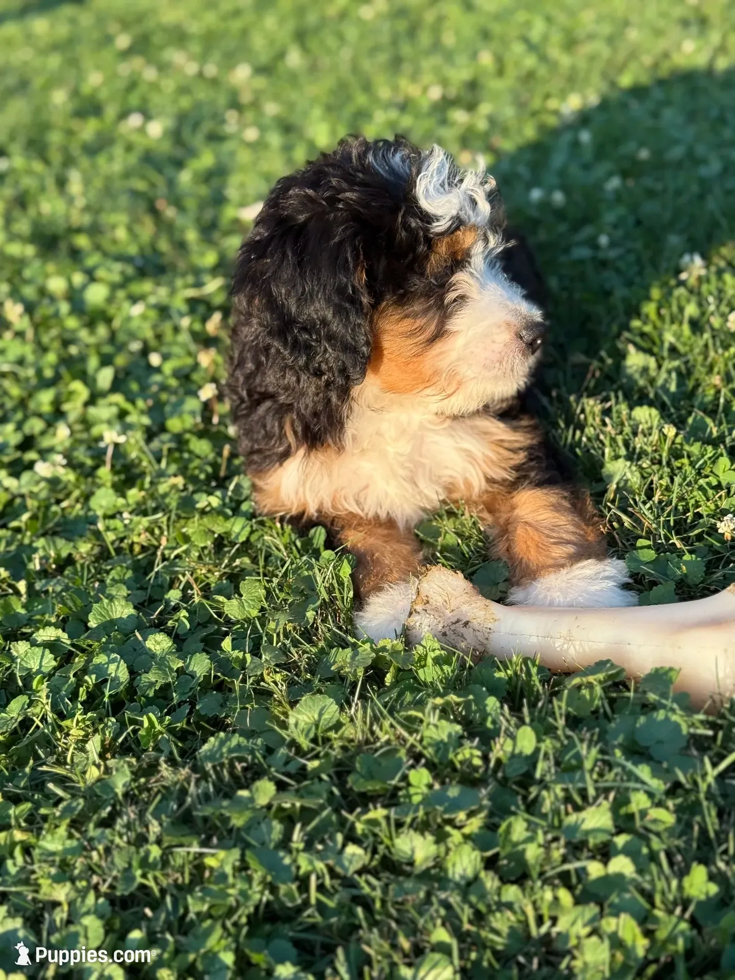 Skye, a female Miniature Bernedoodle for sale in Bloomfield, IA – 2 of 5
