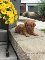 Shenandoah F1b, a male Cavapoo for sale in Bloomfield, IA – 8 of 10