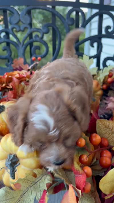 Henry Wadsworth “Longfellow” F1, a male Cavapoo for sale in Bloomfield, IA – 9 of 10