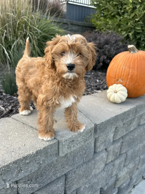 Henry Wadsworth “Longfellow” F1 – Cavapoo puppy for sale in Bloomfield, IA