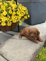 Zion F1b, a male Cavapoo for sale in Bloomfield, IA – 10 of 10