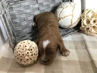 C. S. “Lewis” F1, a male Cavapoo for sale in Bloomfield, IA – 10 of 10
