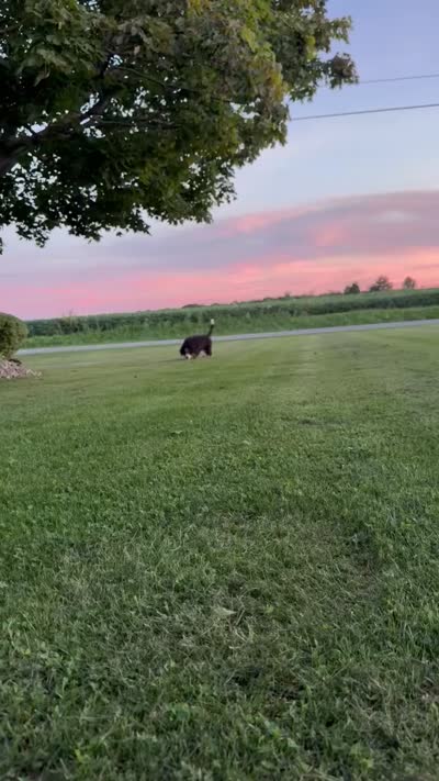 Ranger, a male Miniature Bernedoodle for sale in Bloomfield, IA – 5 of 9