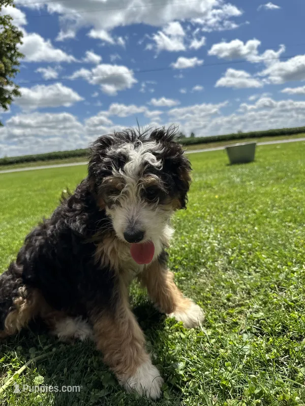 Skye – Miniature Bernedoodle puppy for sale in Bloomfield, IA