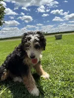 Skye hold, a female Miniature Bernedoodle for sale in Bloomfield, IA – 6 of 9
