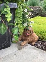 Denali F1b, a male Cavapoo for sale in Bloomfield, IA – 1 of 10