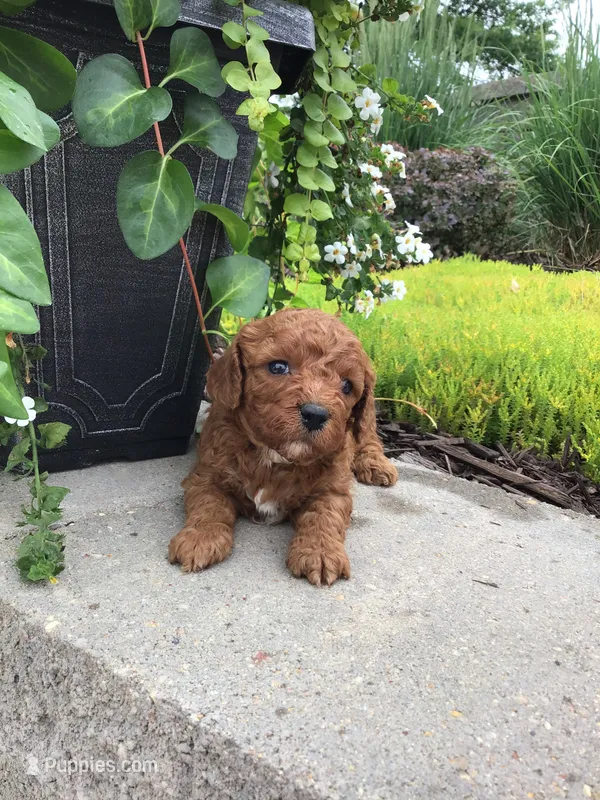 Zion F1b – Cavapoo puppy for sale in Bloomfield, IA