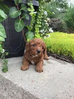 Zion F1b, a male Cavapoo for sale in Bloomfield, IA – 3 of 10