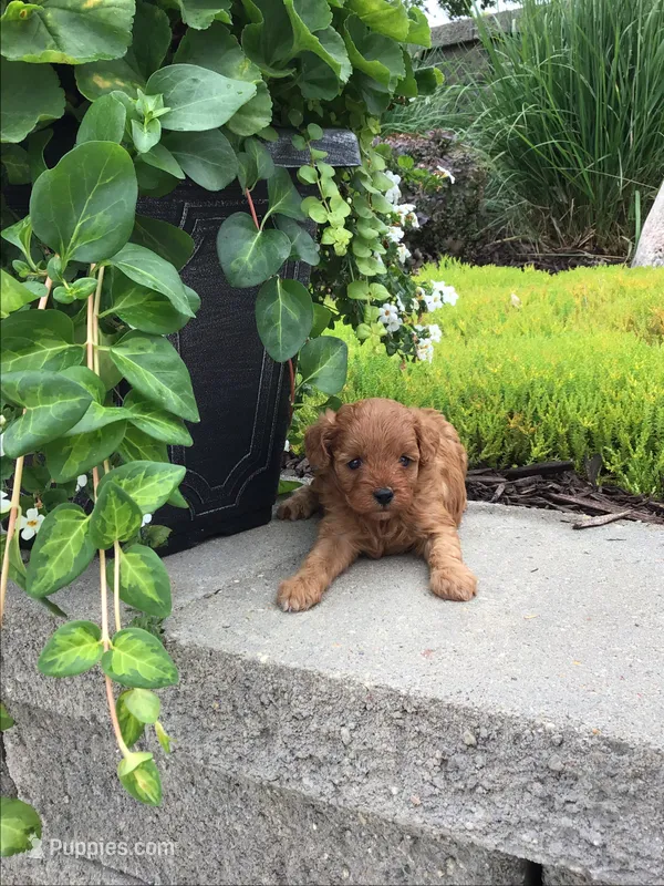 Shenandoah F1b – Cavapoo puppy for sale in Bloomfield, IA