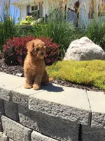 Shenandoah F1b, a male Cavapoo for sale in Bloomfield, IA – 4 of 10