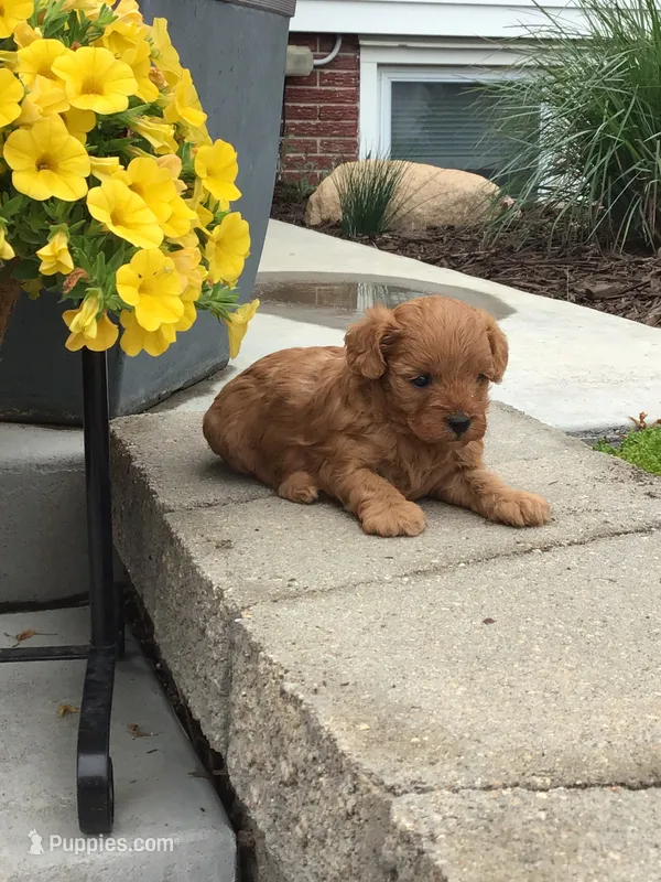 Shenandoah F1b – Cavapoo puppy for sale in Bloomfield, IA