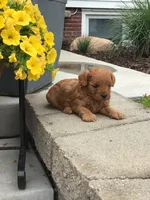 Shenandoah F1b, a male Cavapoo for sale in Bloomfield, IA – 5 of 10