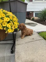 Denali F1b, a male Cavapoo for sale in Bloomfield, IA – 9 of 10