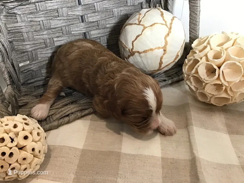 “Lucy” Montgomery F1 – Cavapoo puppy for sale in Bloomfield, IA