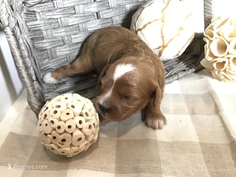 C. S. “Lewis” F1 – Cavapoo puppy for sale in Bloomfield, IA