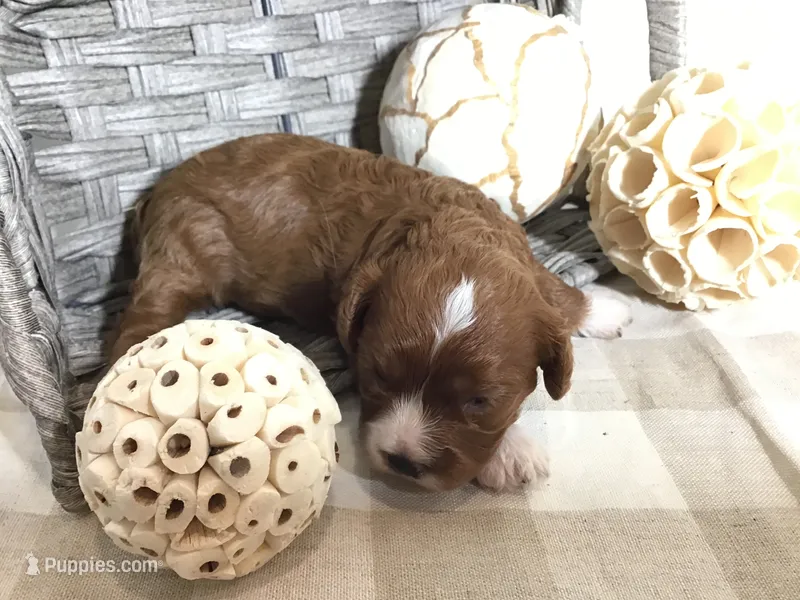 “Louisa” May Alcott F1 – Cavapoo puppy for sale in Bloomfield, IA