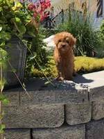 Shenandoah F1b, a male Cavapoo for sale in Bloomfield, IA – 9 of 10