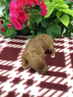 Bryce F1b, a male Cavapoo for sale in Bloomfield, IA – 10 of 10