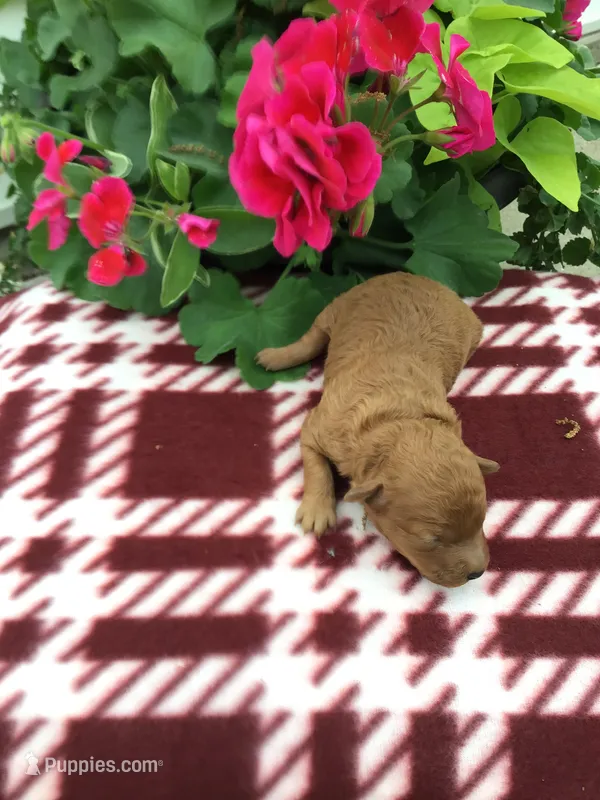 Female #2, a male Cavapoo for sale in Bloomfield, IA – 1 of 1