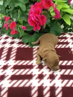 Female #2, a male Cavapoo for sale in Bloomfield, IA – 1 of 1