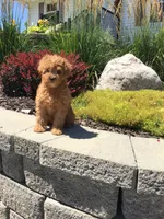 Shenandoah F1b, a male Cavapoo for sale in Bloomfield, IA – 2 of 10