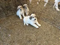 Winn, a male Australian Shepherd and Great Pyrenees for sale in Bloomfield, IA – Photo 7 of 8