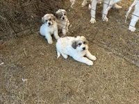 Winn, a male Australian Shepherd and Great Pyrenees for sale in Bloomfield, IA – Photo 8 of 8