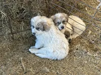 Winn, a male Australian Shepherd and Great Pyrenees for sale in Bloomfield, IA – Photo 3 of 8