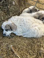 Winn, a male Australian Shepherd and Great Pyrenees for sale in Bloomfield, IA – Photo 4 of 8