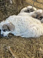 Winn, a male Australian Shepherd and Great Pyrenees for sale in Bloomfield, IA – Photo 5 of 8