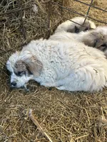 Winn, a male Australian Shepherd and Great Pyrenees for sale in Bloomfield, IA – Photo 6 of 8