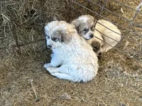 Winn, a male Australian Shepherd and Great Pyrenees for sale in Bloomfield, IA – Photo 1 of 8