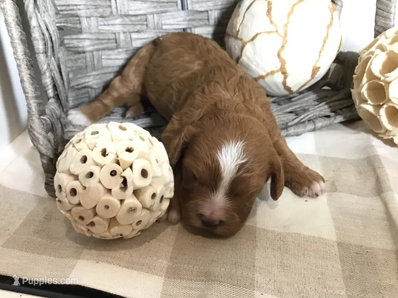 “Laura” Ingalls Wilder F1 – Cavapoo puppy for sale in Bloomfield, IA
