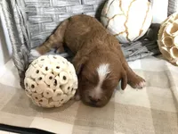 “Laura” Ingalls Wilder F1, a female Cavapoo for sale in Bloomfield, IA – 3 of 10