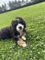 Ranger, a male Miniature Bernedoodle for sale in Bloomfield, IA – 3 of 5
