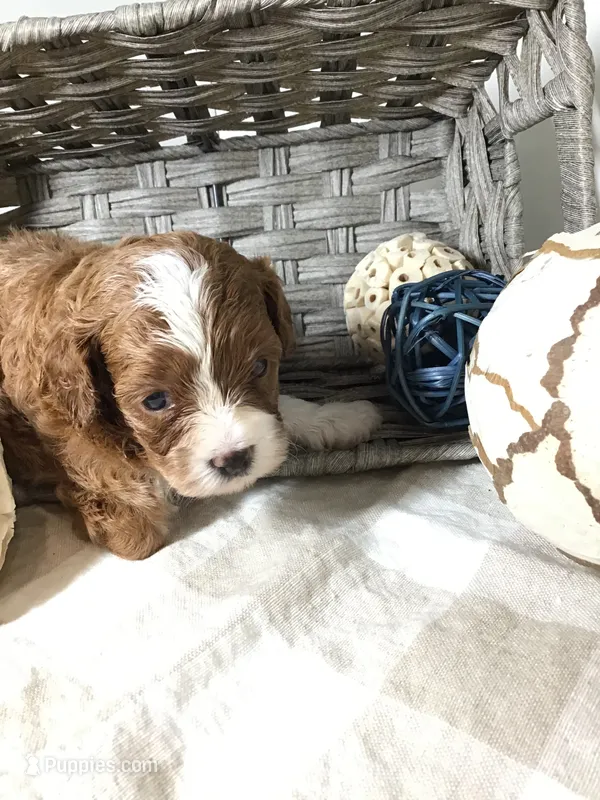 “Lucy” Montgomery F1 – Cavapoo puppy for sale in Bloomfield, IA