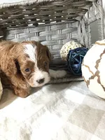 “Lucy” Montgomery F1 pending, a female Cavapoo for sale in Bloomfield, IA – 2 of 10