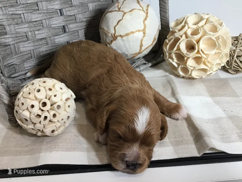 Henry Wadsworth “Longfellow” F1 – Cavapoo puppy for sale in Bloomfield, IA