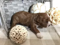 “Louisa” May Alcott F1, a female Cavapoo for sale in Bloomfield, IA – 10 of 10